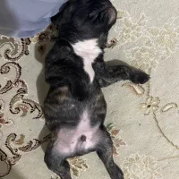 توله فرنچ بولداگ