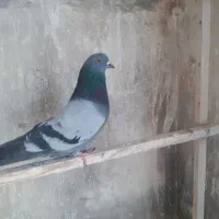 کبوتر|پرنده|قم, قلعه کامکار|دیوار