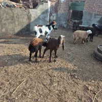 بز پاکستانی|حیوانات مزرعه|سبزوار, قصبه غربی|دیوار