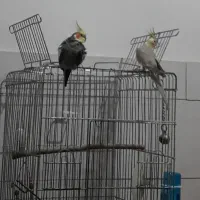 دو عدد عروس هلندی