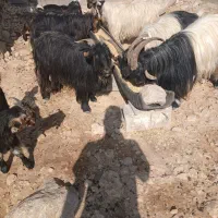 فروش ۴ راس بز داشتی و هیکلی ابستن ب فروش میرسد|حیوانات مزرعه|ایذه, |دیوار