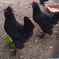 مرغ تخمگذار مرندی