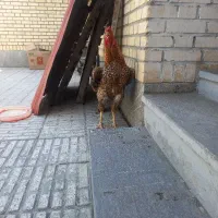 خروس لاری