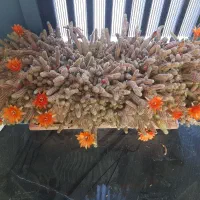 کاکتوس