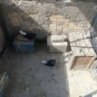 کبوتر دم سفید|پرنده|رباط‌کریم, آدران|دیوار