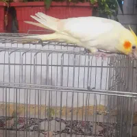 عروس هلندی لوتینو