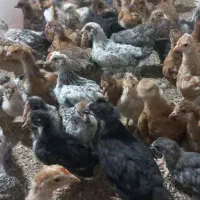 جوجه مرغ خروس