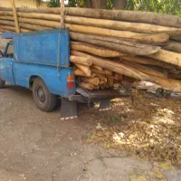 خریدوفروش .چوب و درخت از همه نوع
