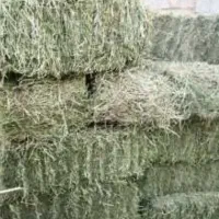 باغبانی و درختکاری