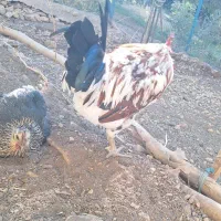 تخم مرغ نطفه دار|حیوانات مزرعه|پاوه, |دیوار