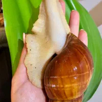 حلزون کلاژن ساز