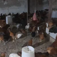 فروش نمچه مرغ و خروس محلی