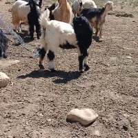 بز میش معاوضا با زمین خونه