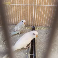 جوجه مرغ عشق تعداد، کوتوله