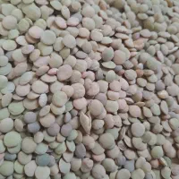 عدس|خوردنی و آشامیدنی|رزن, |دیوار