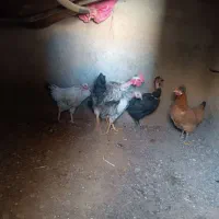 مرغ خروس گردن لخت شیرازی