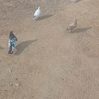 کبوتر برای فروشی