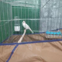 قناری فروشی