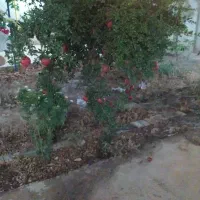 زمین-چهاردیواری