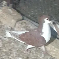 خوشرنگ سرخ|پرنده|اقبالیه, |دیوار