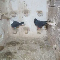 کفتر|پرنده|مشهد, شهید قربانی|دیوار