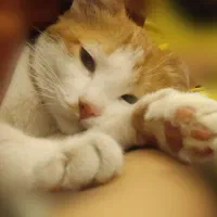 واگذاری گربه رایگان