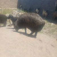 قوچ سوز و ملحه