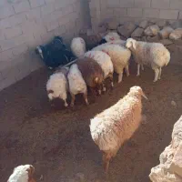 بره نر|حیوانات مزرعه|قهستان, |دیوار