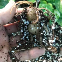 زامفولیا بلک|گل و گیاه طبیعی|گتاب, |دیوار