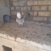 کبوتر|پرنده|شراء, |دیوار