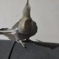 عروس هلندی جوجه دستی|پرنده|مشهد, شهید احمدی روشن|دیوار