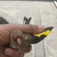 سهره3تا 4نیم و5تا عروس هلندی 3نیم