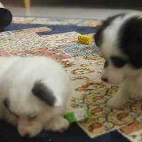 سگ  توله|سگ|ساری, |دیوار