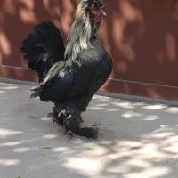 فروش خروس لاری و تزیینی مرغ جوجه|حیوانات مزرعه|کوار, |دیوار