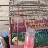 عروس هلندی لوتینونر