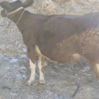 گاو‌اول‌شکم