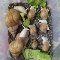 حلزون آلبینو