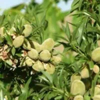 تولید درخت بادام خوشه ای زودبازده