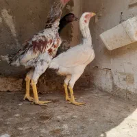 خروس‌لاری‌اوشامو