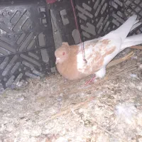 سه تا کبوتر آماده جفت‌گیری