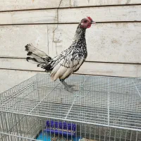 خروس سیبرایت پولک منظم