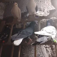 کفتر بوب رنگه المانی