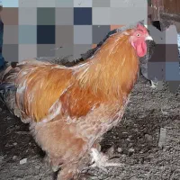 مرغ وخروس برهما