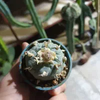 کاکتوس|گل و گیاه طبیعی|شاهین‌شهر, طالقانی|دیوار