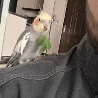 یه جفت عروس هلندی درشت و سالم