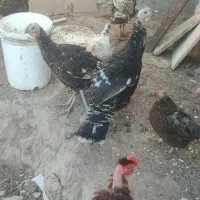 6عددبوقلمون محلی