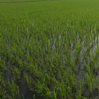 فروش ۲۰۰۰متر زمین کشاورزی آماده کشت