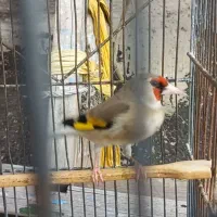 سهره دورگ کرمونی خال دار