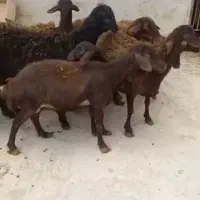 گوسفندهموهترو