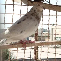 کفترکبوتر صید نرپرشی